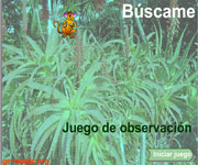 juego-Observación-Animal-escondido